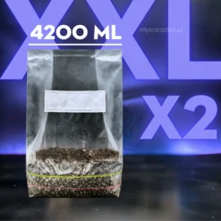 Growkit Psilocybe cubensis XXL DUŻY | Kupić Polska