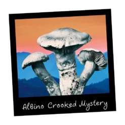 Growkit Albino Crooked Mystery Psilocybe cubensis XXL Full Auto 4200 ml – albinotyczna grzybnia kolekcjonerska do mikroskopowej dokumentacji