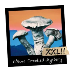 Growkit Albino Crooked Mystery Psilocybe cubensis XXL Full Auto 4200 ml – albinotyczna grzybnia kolekcjonerska do mikroskopowej dokumentacji