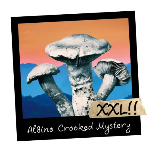 Growkit Albino Crooked Mystery Psilocybe cubensis XXL Full Auto 4200 ml – albinotyczna grzybnia kolekcjonerska do mikroskopowej dokumentacji