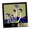 Growkit B+ Psilocybe cubensis _ Mykoloszka - sklep z growkitami w Polsce