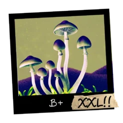 Growkit B+ Psilocybe cubensis _ Mykoloszka - sklep z growkitami w Polsce