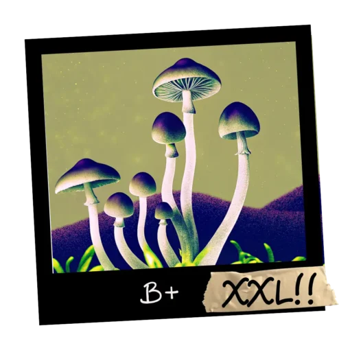 Growkit B+ Psilocybe cubensis _ Mykoloszka - sklep z growkitami w Polsce