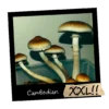 Growkit Cambodian Psilocybe cubensis | Sklep z growkitami w Polsce | Mykoloszka