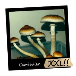 Growkit Cambodian Psilocybe cubensis | Sklep z growkitami w Polsce | Mykoloszka