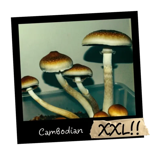 Growkit Cambodian Psilocybe cubensis | Sklep z growkitami w Polsce | Mykoloszka