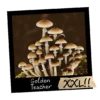 Growkit Golden Teacher Psilocybe cubensis XXL 4200ml grzybnia kolekcjonerska Full Auto