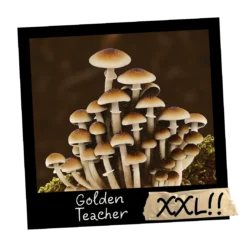 Growkit Golden Teacher Psilocybe cubensis XXL 4200ml grzybnia kolekcjonerska Full Auto