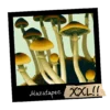 Growkit Mazatapec Psilocybe cubensis XXL 4200ml magiczne grzyby święta grzybnia Mazateków kolekcjonerska Full Auto