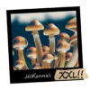 Growkit McKennaii Psilocybe cubensis XXL 4200ml magiczna grzybnia kolekcjonerska Full Auto