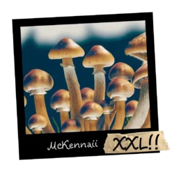Growkit McKennaii Psilocybe cubensis XXL 4200ml magiczna grzybnia kolekcjonerska Full Auto