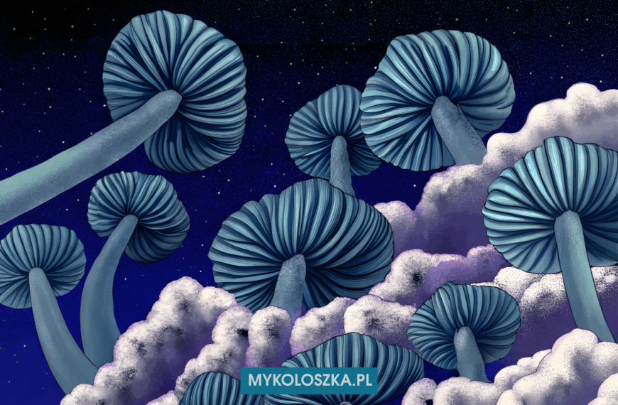 Jack Frost grzyby | Pochodzenie i cechy genetyki | Mykoloszka - sklep z growkitami