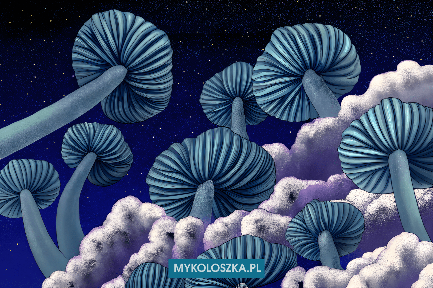 Jack Frost grzyby | Pochodzenie i cechy genetyki | Mykoloszka - sklep z growkitami