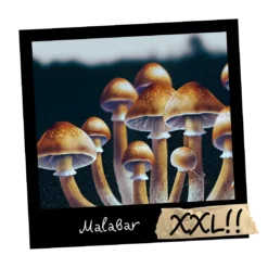 Malabar growkit full auto - Sklep z growkitami w Polsce