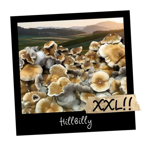 Growkit Hillbilly Full Auto 4200ml – zestaw kolekcjonerski Psilocybe cubensis z Arkansas