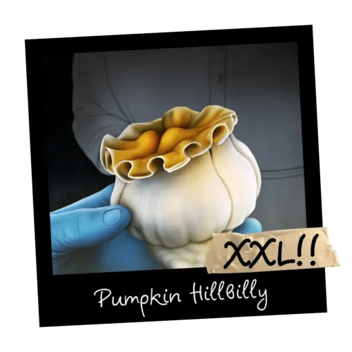 Growkit Pumpkin Hillbilly [XXL] Full Auto