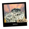 Growkit HAOLE Full Auto |Psilocybe cubensis. Growkity w Polsce