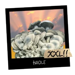 Growkit HAOLE Full Auto |Psilocybe cubensis. Growkity w Polsce