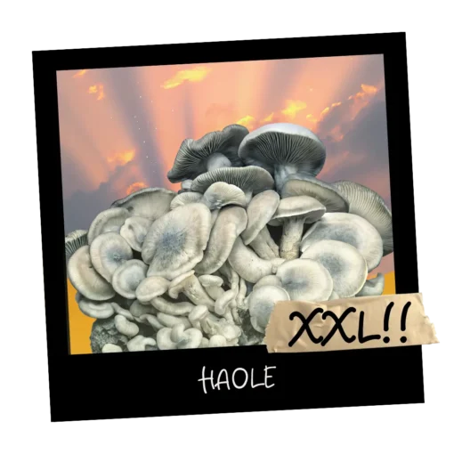 Growkit HAOLE Full Auto |Psilocybe cubensis. Growkity w Polsce