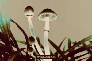 Cambodian — szczep Psilocybe cubensis | Mykoloszka