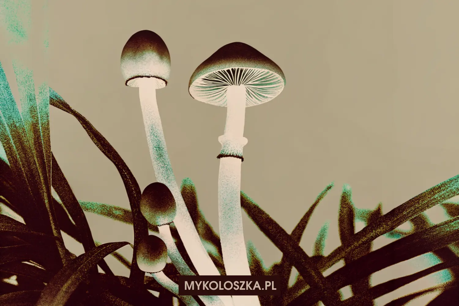 Cambodian — szczep Psilocybe cubensis | Mykoloszka