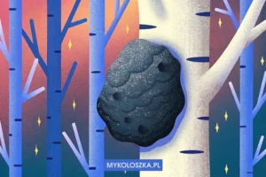 Chaga (Inonotus obliquus) — grzyb brzozy z ponad 250 bioaktywnymi związkami _ Mykoloszka