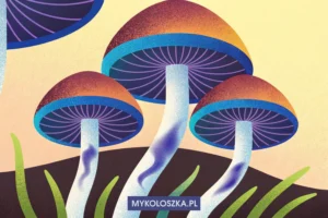 Dlaczego Psilocybe cubensis sinieje | Mykoloszka