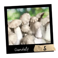 Gandalf Growkit Full Auto Mykoloszka sklep z growkitami