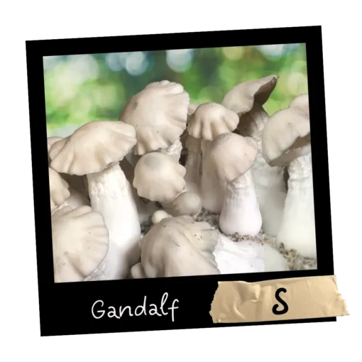 Gandalf Growkit Full Auto Mykoloszka sklep z growkitami