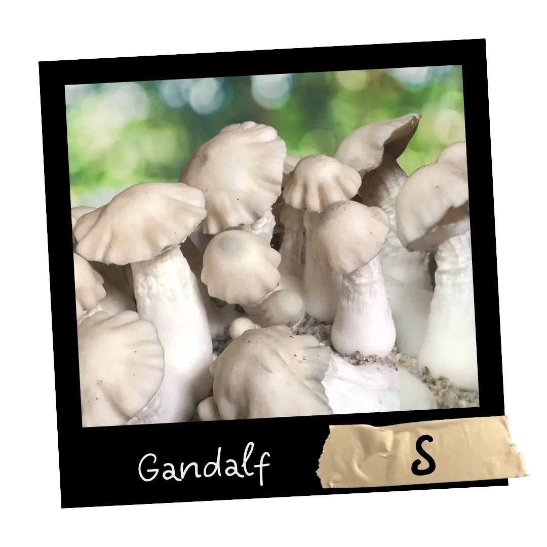 Gandalf Growkit Full Auto Mykoloszka sklep z growkitami