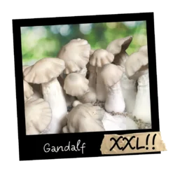 Gandalf Growkit Full Auto od Mykoloszka - 4200 ML