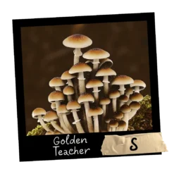 Golden Teacher Growkit Full Auto od Mykoloszka