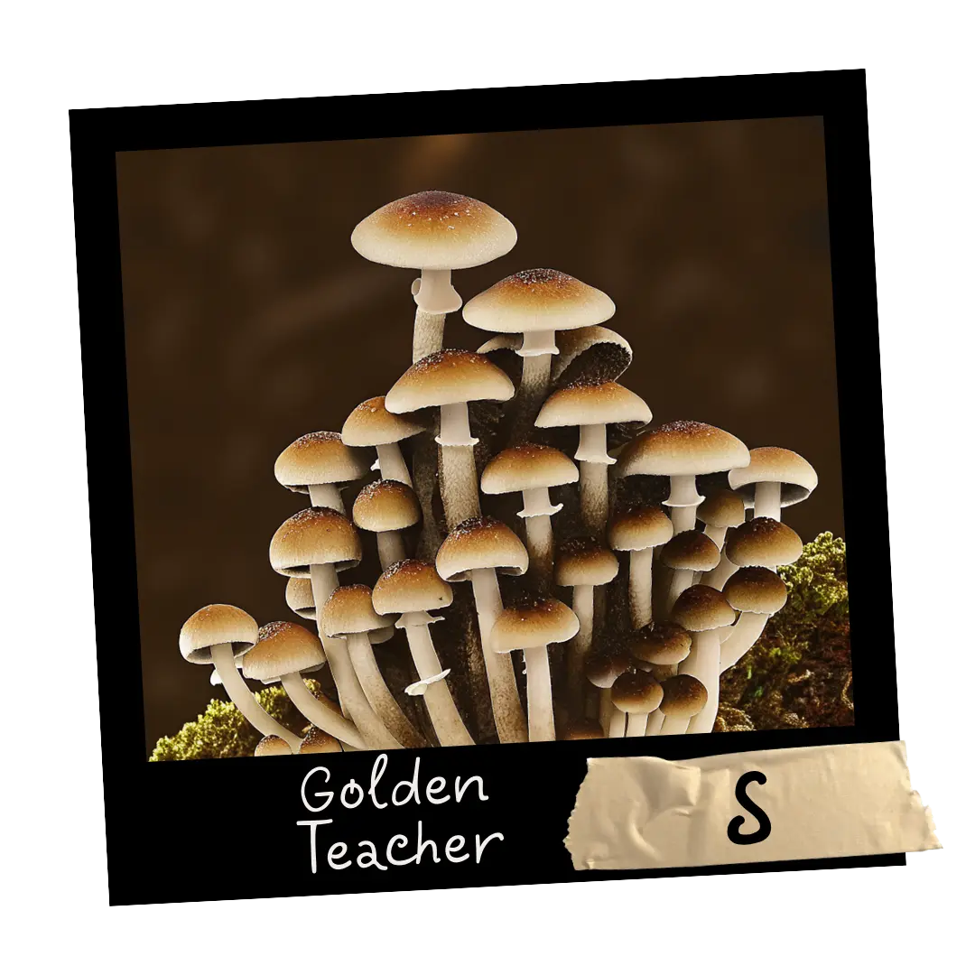 Golden Teacher Growkit Full Auto od Mykoloszka