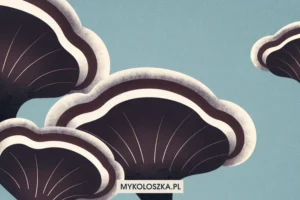 Grzyby adaptogenne - czym są? Mykoloszka - blog o grzybach