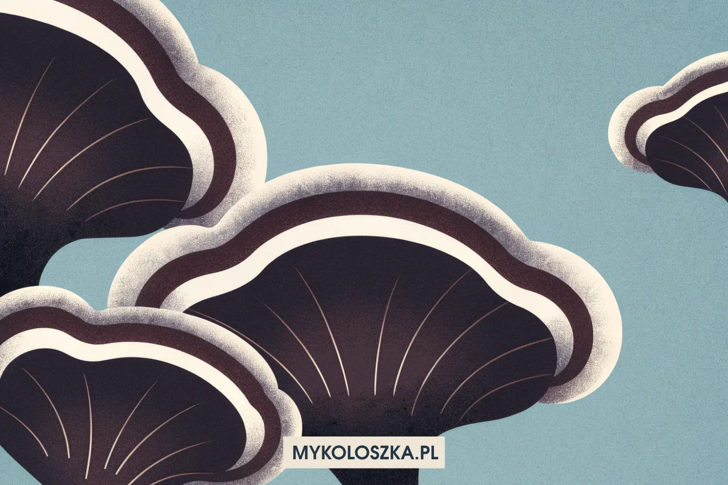 Grzyby adaptogenne - czym są? Mykoloszka - blog o grzybach