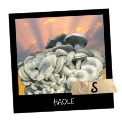 Growkit HAOLE S Full Auto 1800ml – kompaktowy zestaw badawczy z albino Psilocybe cubensis