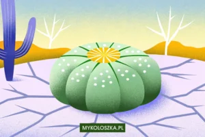 Meskalina — najstarszy psychodelik świata | Mykoloszka Blog