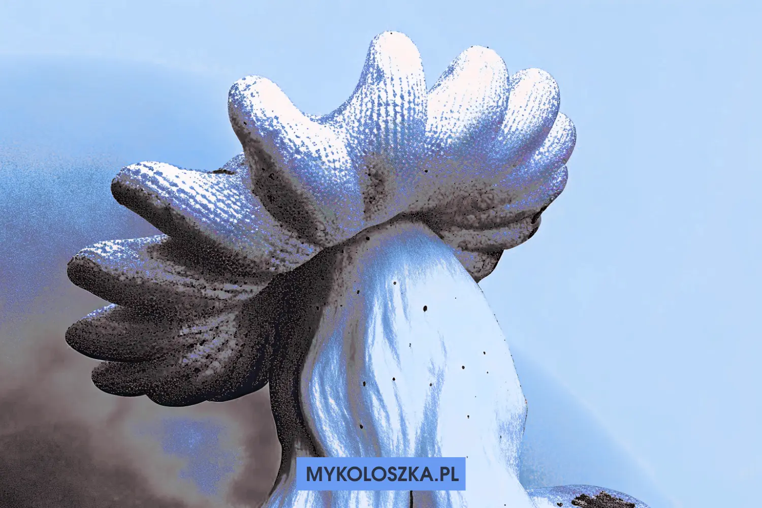 Mutacje w grzybni Psilocybe cubensis | Blog Mykoloszka