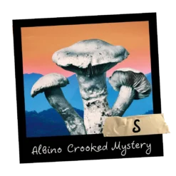 growkit albino crooked mystery 1800ml full auto sklep mykoloszka