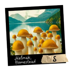 Growkit Melmak Homestead S Full Auto 1800ml – kompaktowy zestaw z legendarnym izolatem Penis Envy