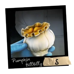 Growkit Pumpkin Hillbilly S Full Auto 1800m