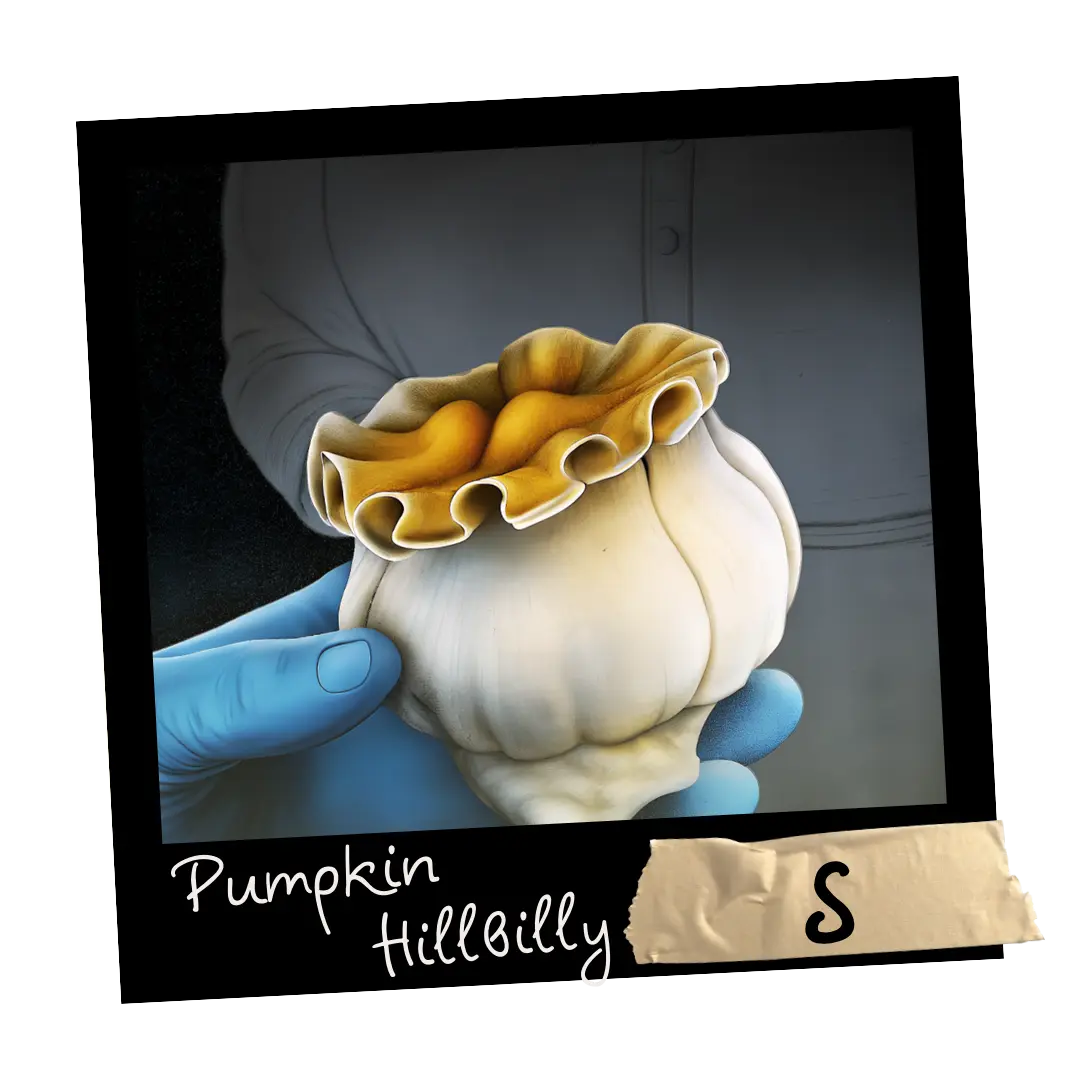 Growkit Pumpkin Hillbilly S Full Auto 1800m