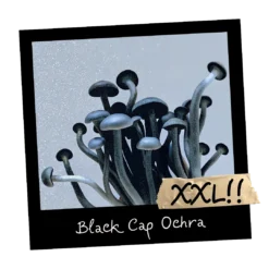 Black Cup ochraceocentrata (Natalensis) - Mykoloszka, sklep z growkitami