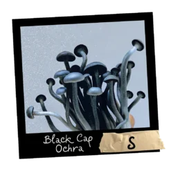 Growkit Black Cap Ochra Natalensis - Mykoloszka