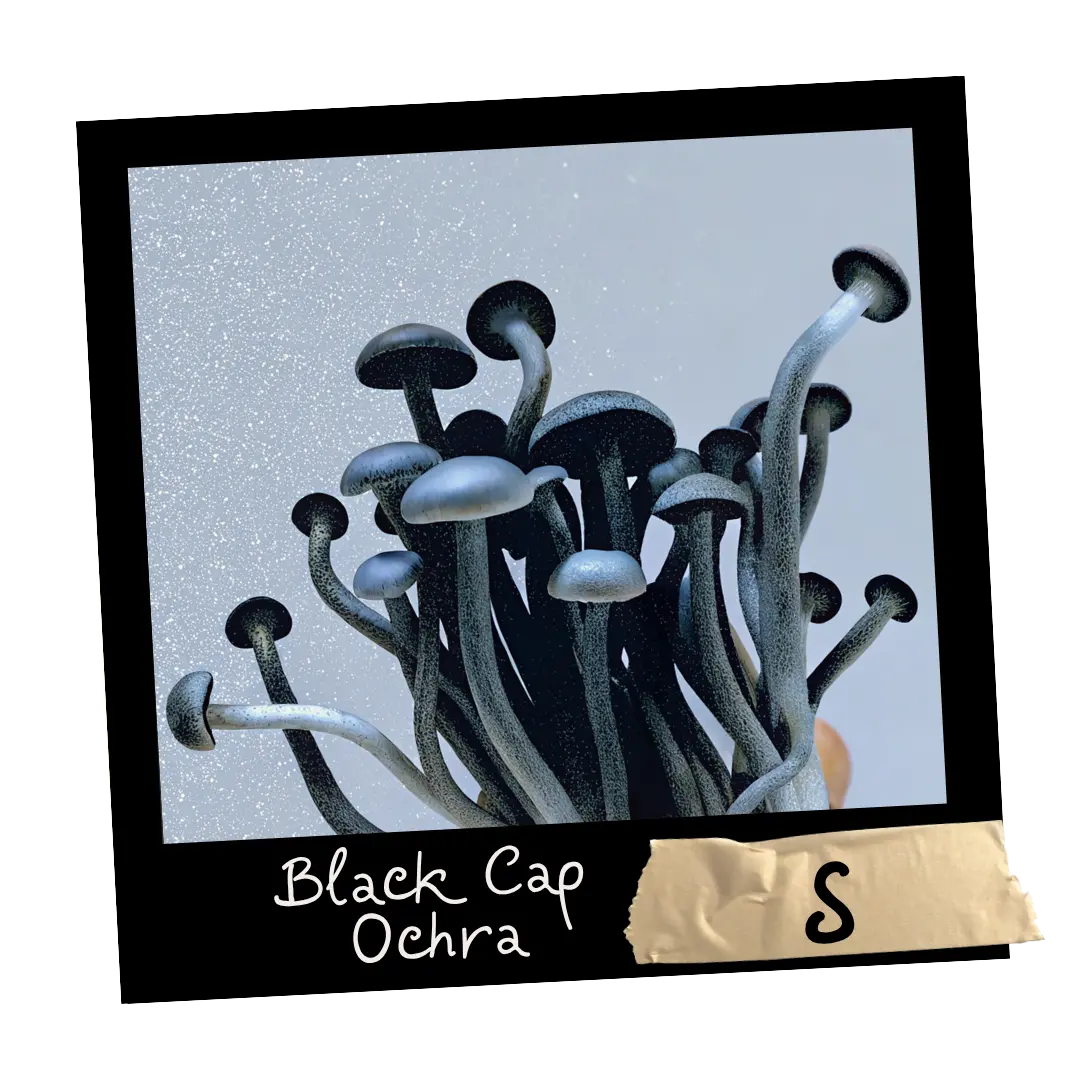 Growkit Black Cap Ochra Natalensis - Mykoloszka