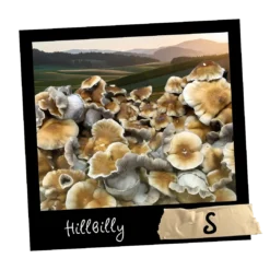 Hillbilly growkit full Auto | Mykoloszka | Wysyłka z Polski
