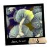 Jack Frost growkit. Wysyłka z Polski _ Mykoloszka
