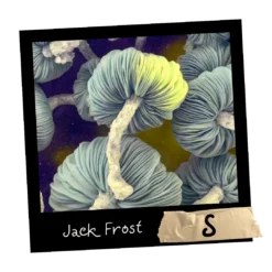 Jack Frost growkit. Wysyłka z Polski _ Mykoloszka