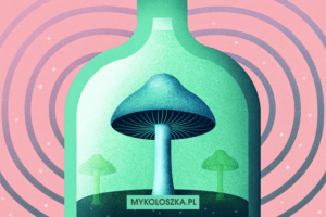 Psylocybina a alkohol — jak działają i dlaczego nie łączymy ich razem — Mykoloszka