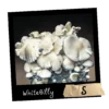 Whitebilly growkit Full Auto - Mykoloszka _ Wysyłka z Polski
